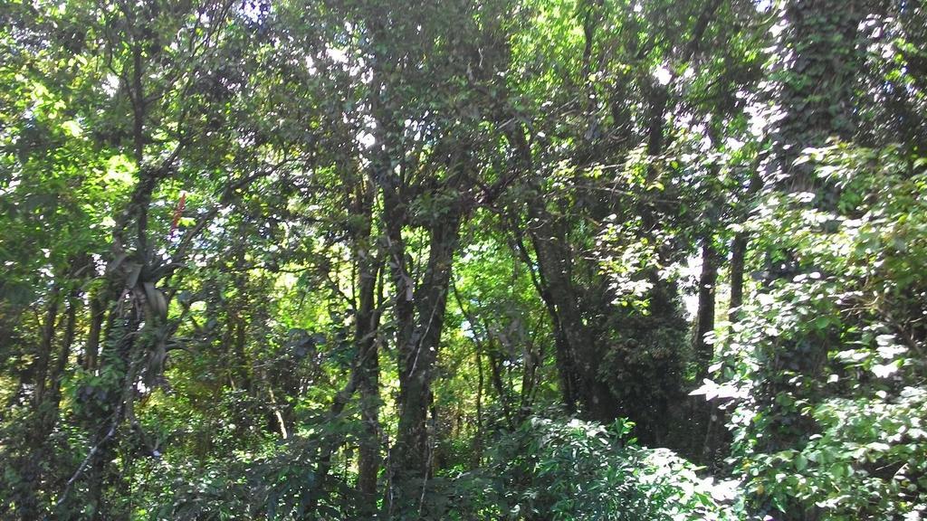 Chales Araucarias Da Serra Canela Phòng bức ảnh